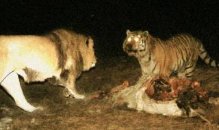 专吃东北虎的巨虎